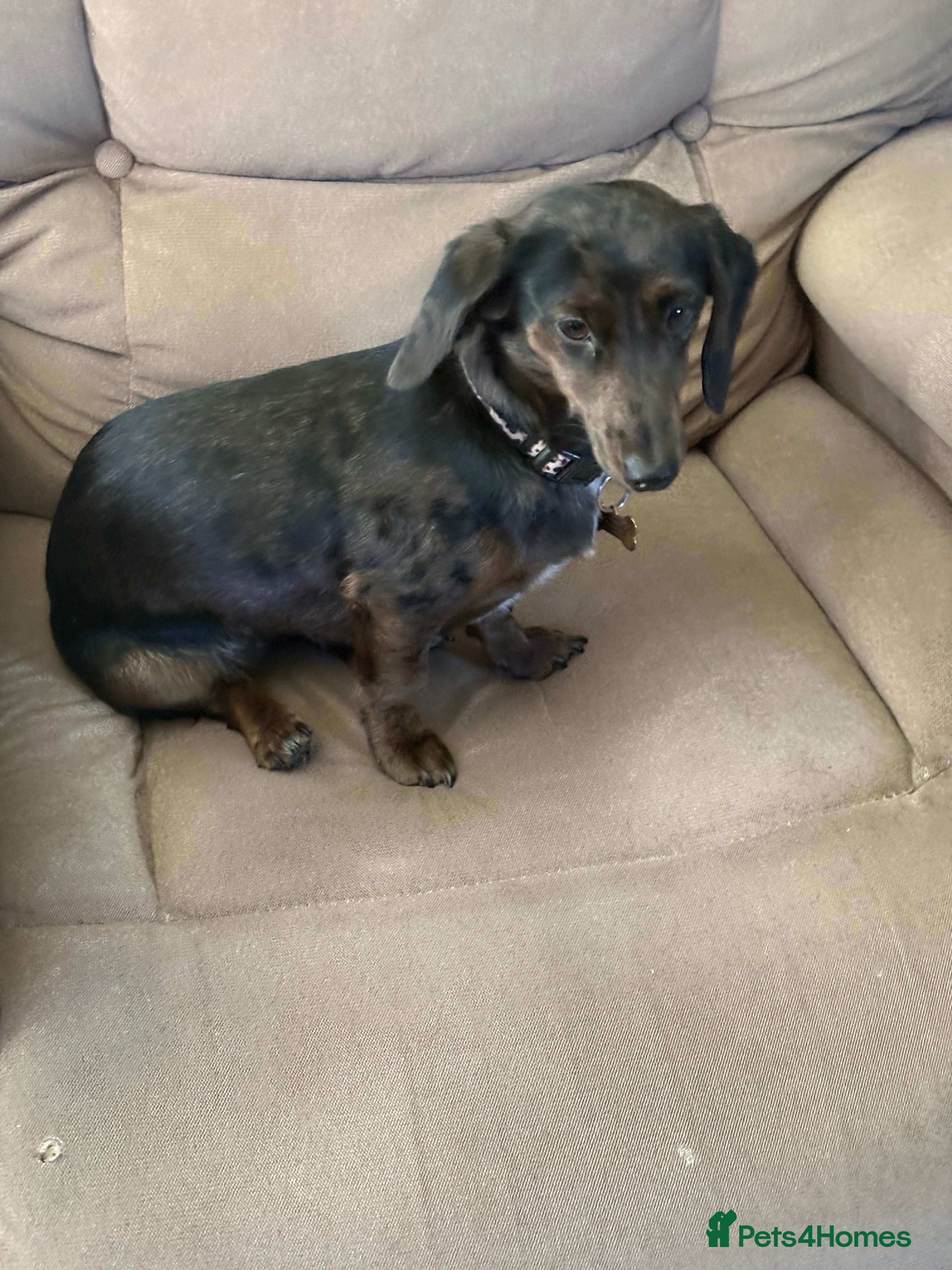 Miniature Dachshund dogs Beautiful female daschund - Advert 5