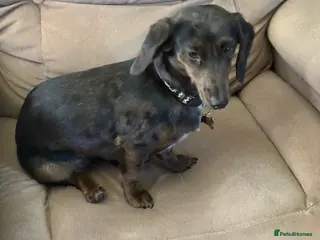 Miniature Dachshund dogs Beautiful female daschund - Advert 8