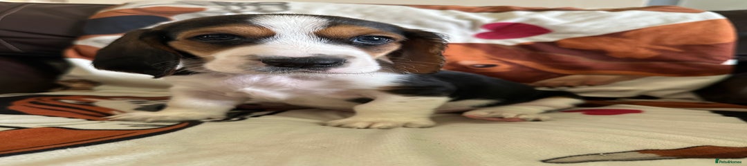 Basset Hound Puppy 1