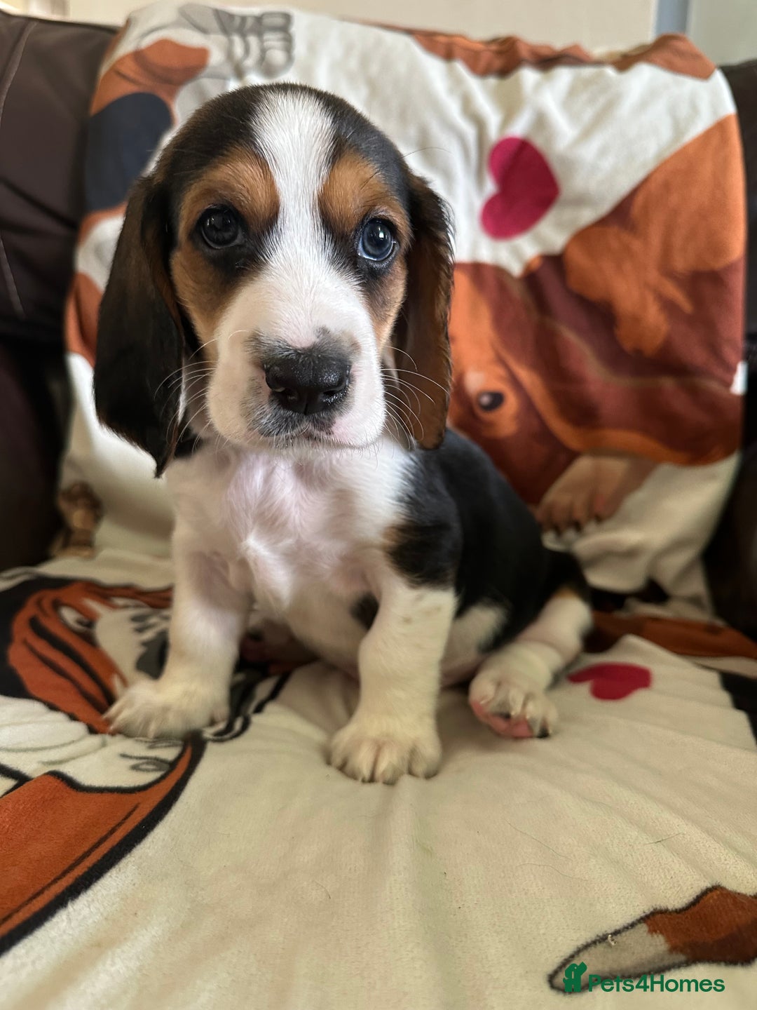 Basset Hound dogs for sale: Basset hound boys available - Image 4