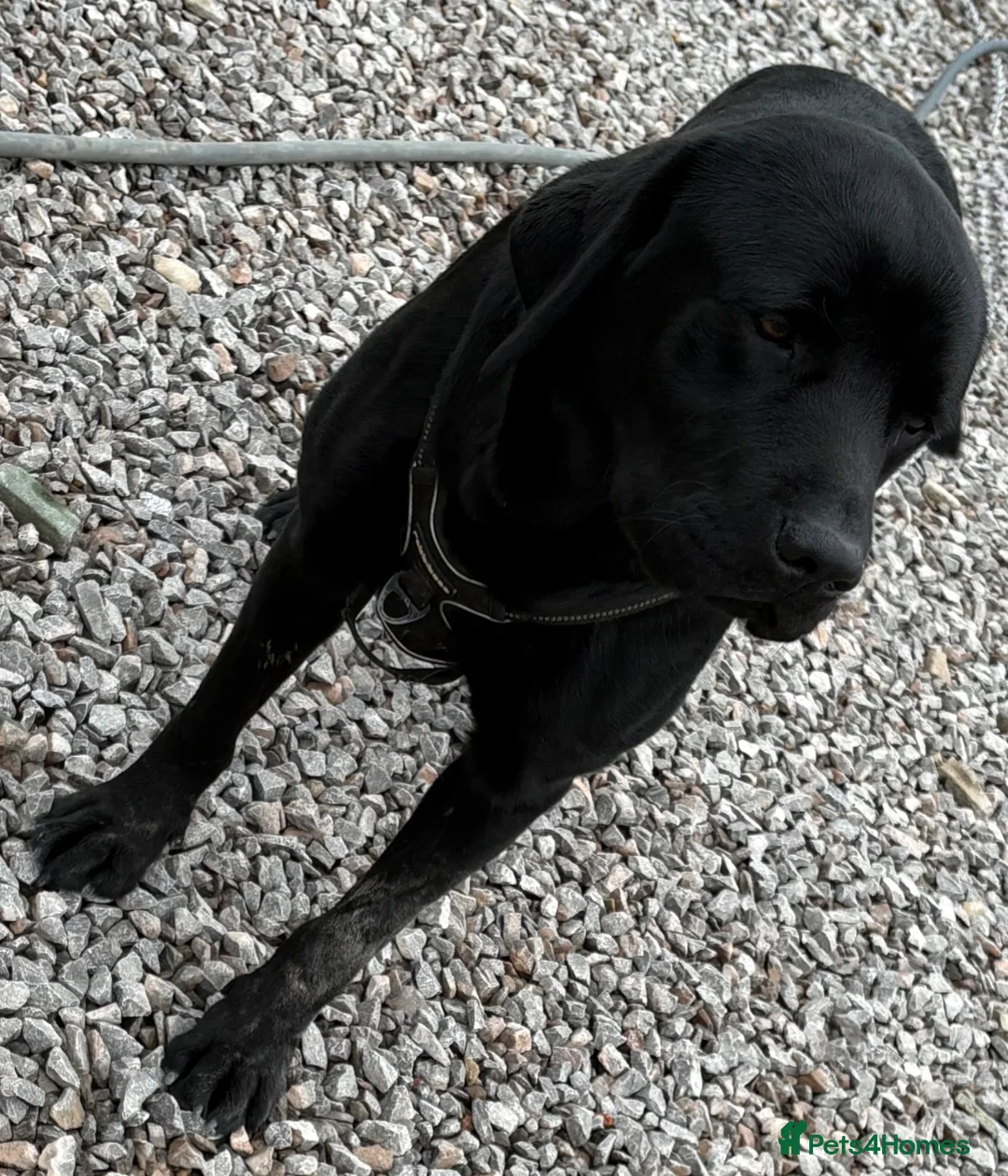 Labrador Retriever dogs for sale: Beautiful Labrador Retriever  - Advert 2