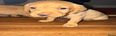 Labrador Retriever Puppy 5