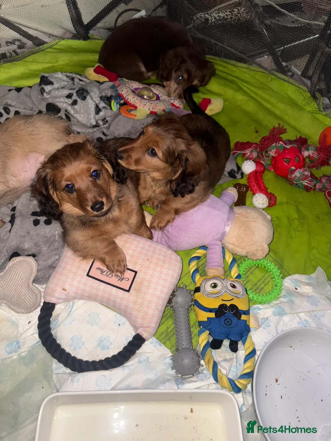 Dachshund dogs for sale: 2x Red dapple Dachshund puppies ready to go.. - Advert 10