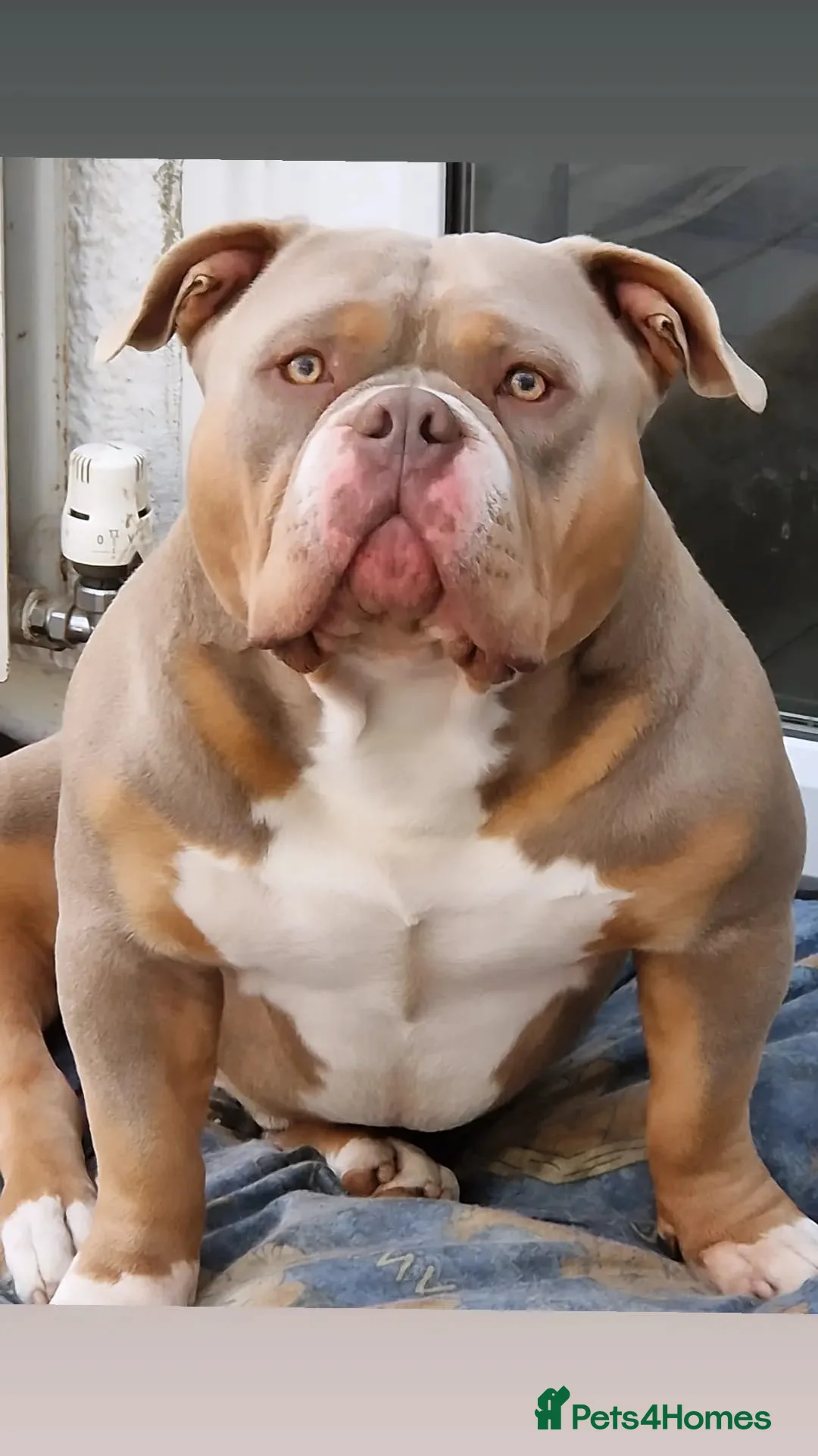 American Bully dogs for stud: American Pocket Bully PROVEN ! in Dartford - Advert 23