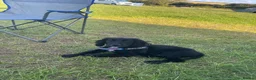 Sprocker dogs for stud: Sprocker for stud - Advert 4