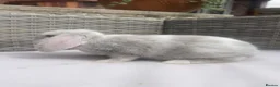 Mini Lop rabbits for sale: Beautiful baby mini lop rabbits  - Advert 3