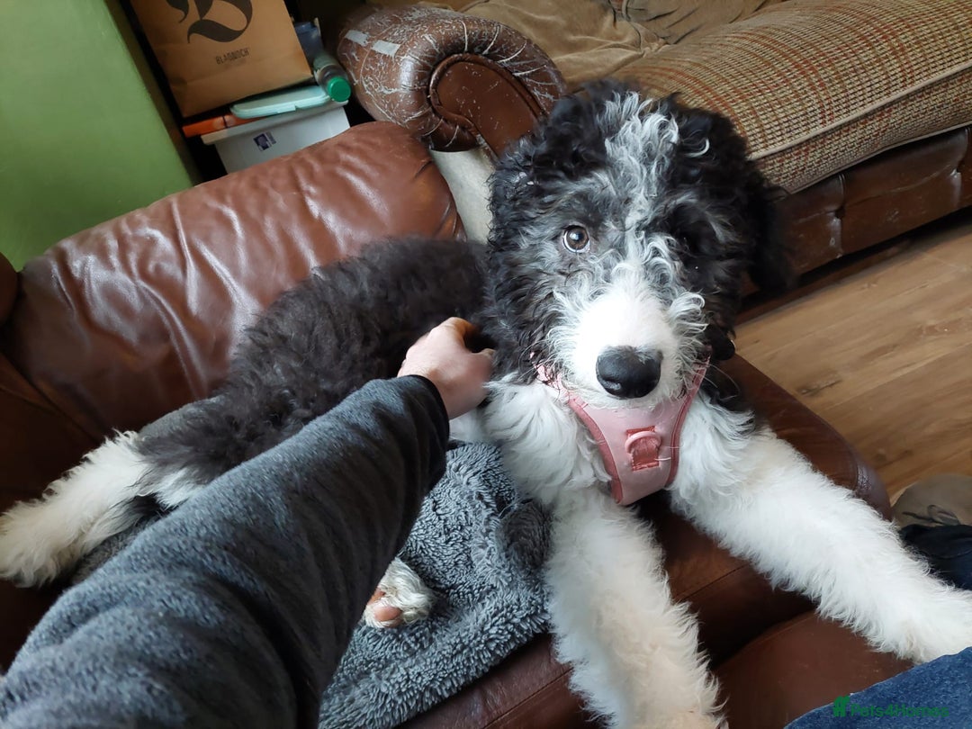 Bordoodle dogs for sale: Bordoodle Girl - Image 7