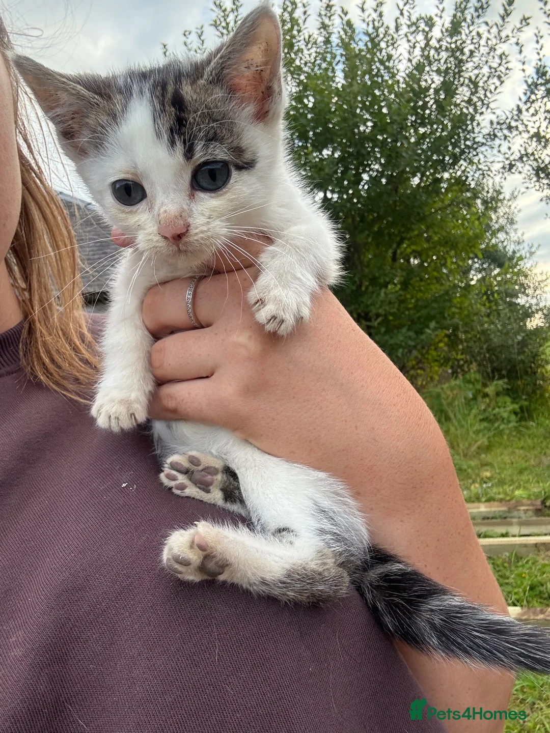 Mixed Breed cats for sale: 2 Kittens  in Cumnock - Advert 2