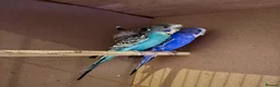 Budgerigars birds for sale: Helicopter Budgie and Budgie - Advert 2