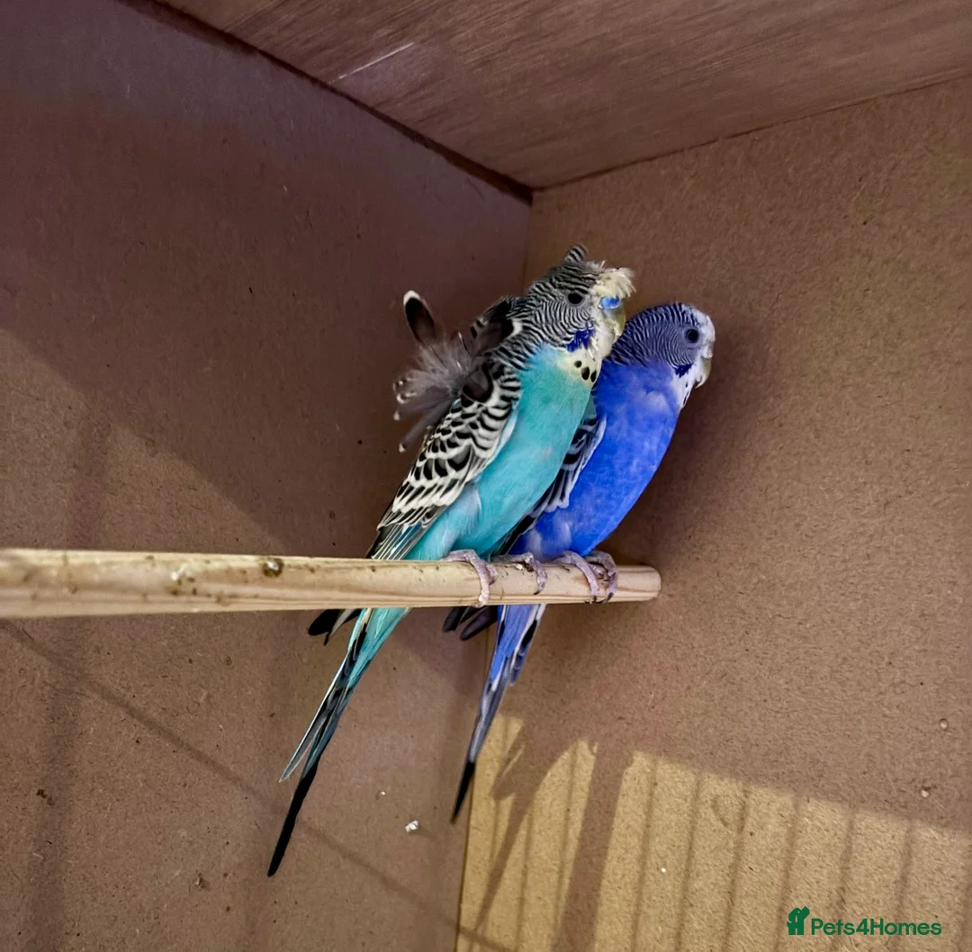 Budgerigars birds for sale: Helicopter Budgie and Budgie - Advert 2