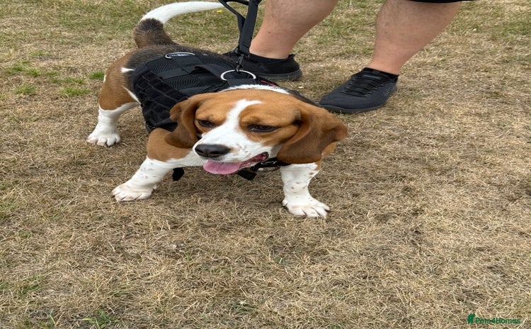 Beagle dogs - Advert 7