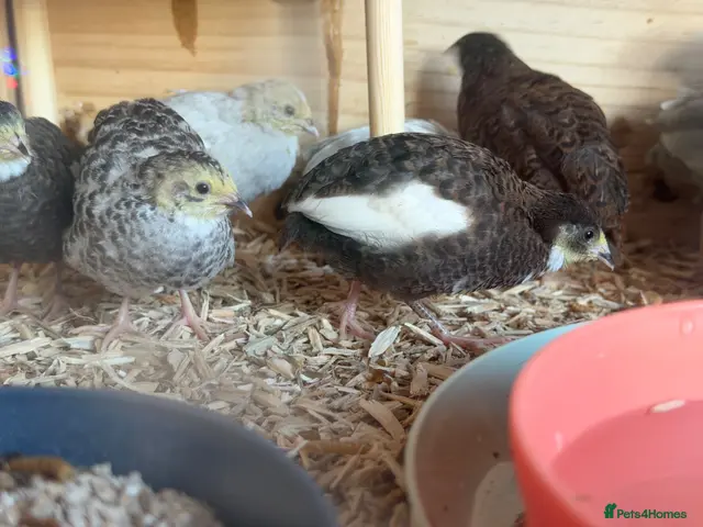 Quail poultry for sale: Button Quail - Advert 15