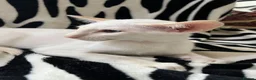Siamese cats for sale: Pedigree GCCF Siamese kittens  in Knottingley - Advert 4