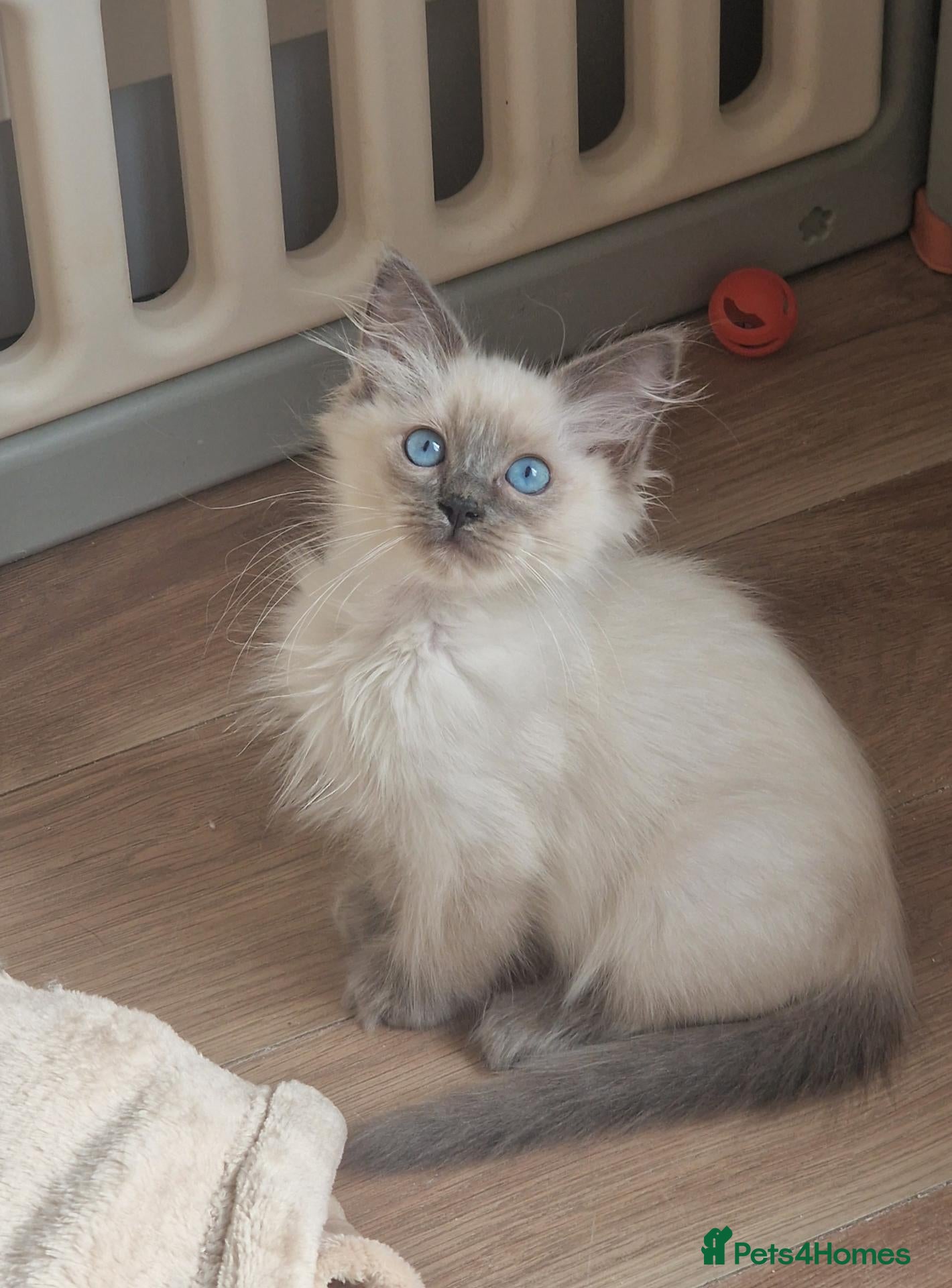 Ragdoll cats RAGDOLL KITTENS READY NOW  - Advert 10