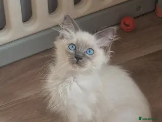 Ragdoll cats RAGDOLL KITTENS READY NOW - Advert 10