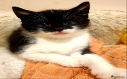 Mixed Breed cats for sale: Adorable trio of kittens  - Image 23
