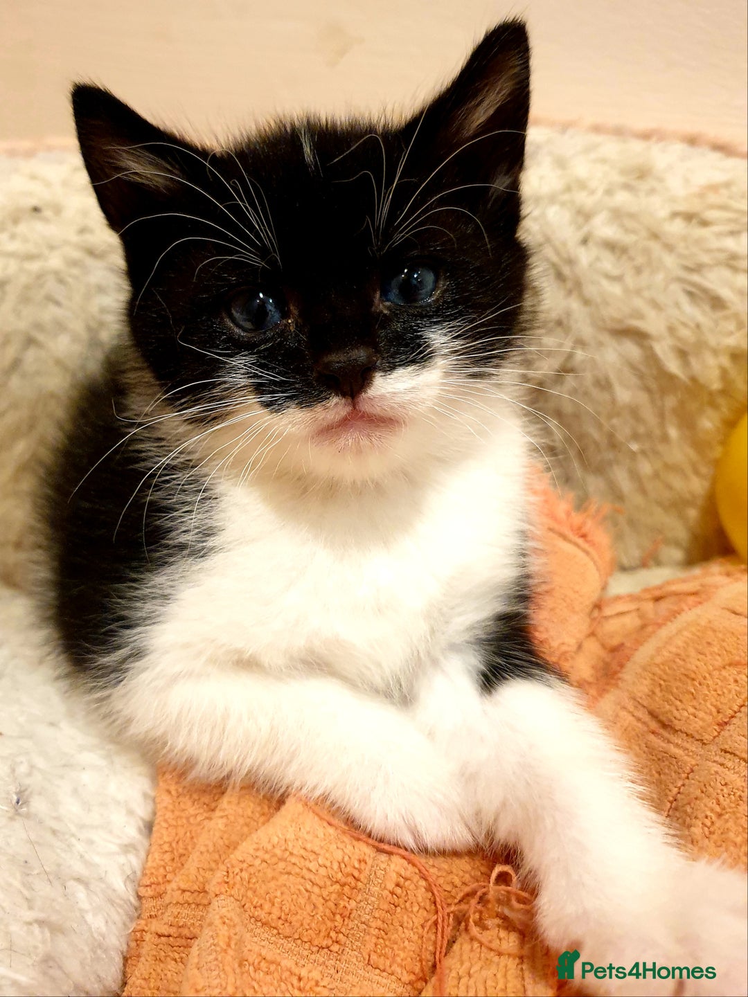 Mixed Breed cats for sale: Adorable trio of kittens  - Image 23