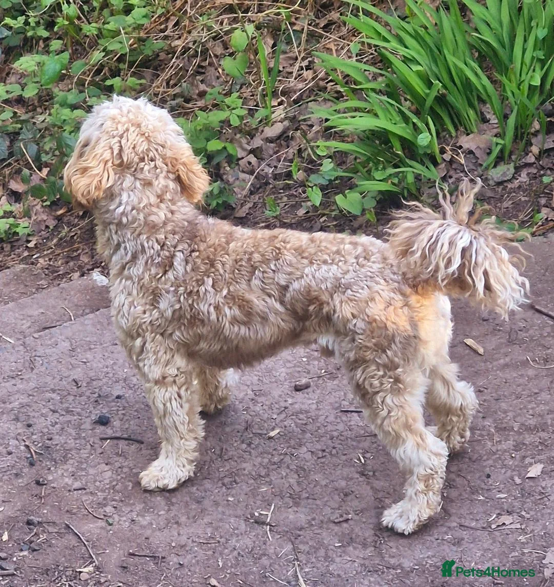 Cockapoo dogs for stud: Proven F1b Sable Cockapoo For Stud  - Advert 2