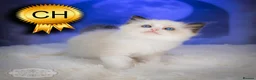 Ragdoll cats for sale: Ragdoll Kitten Boy ZPAA Champion! - Advert 5