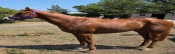 English Thoroughbred horses for sale: Two lovely thoroughbred Youngsters  - Advert 9
