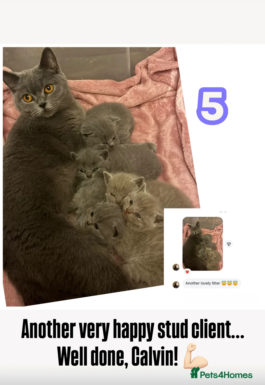 British Shorthair cats for stud: ⭐️ Two Imported Powerhouse Studs ⭐️ in London - Advert 22