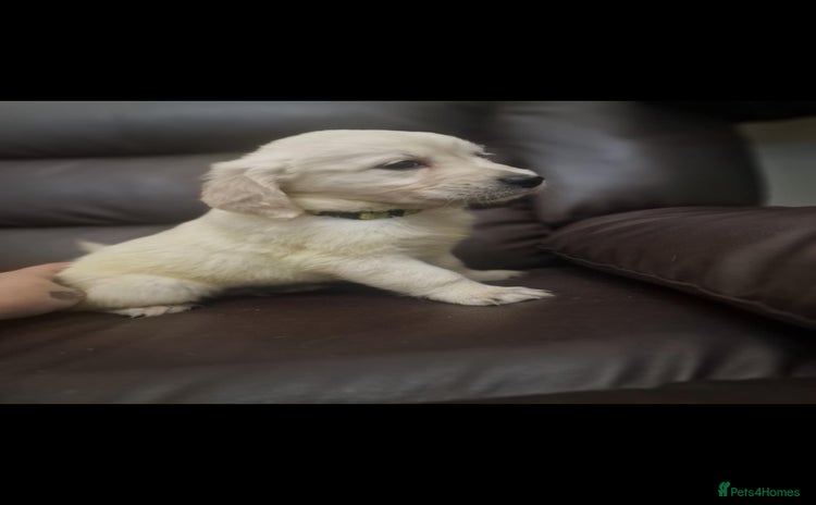 Golden Retriever dogs LAST BOY 1100 . 🐾Pure Golden retrievers puppy🐾 - Advert 9