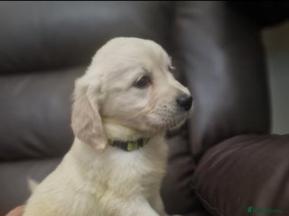 Golden Retriever dogs LAST BOY 1100 . 🐾Pure Golden retrievers puppy🐾 - Advert 4