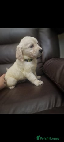 Golden Retriever dogs LAST BOY 1100 . 🐾Pure Golden retrievers puppy🐾 - Advert 2