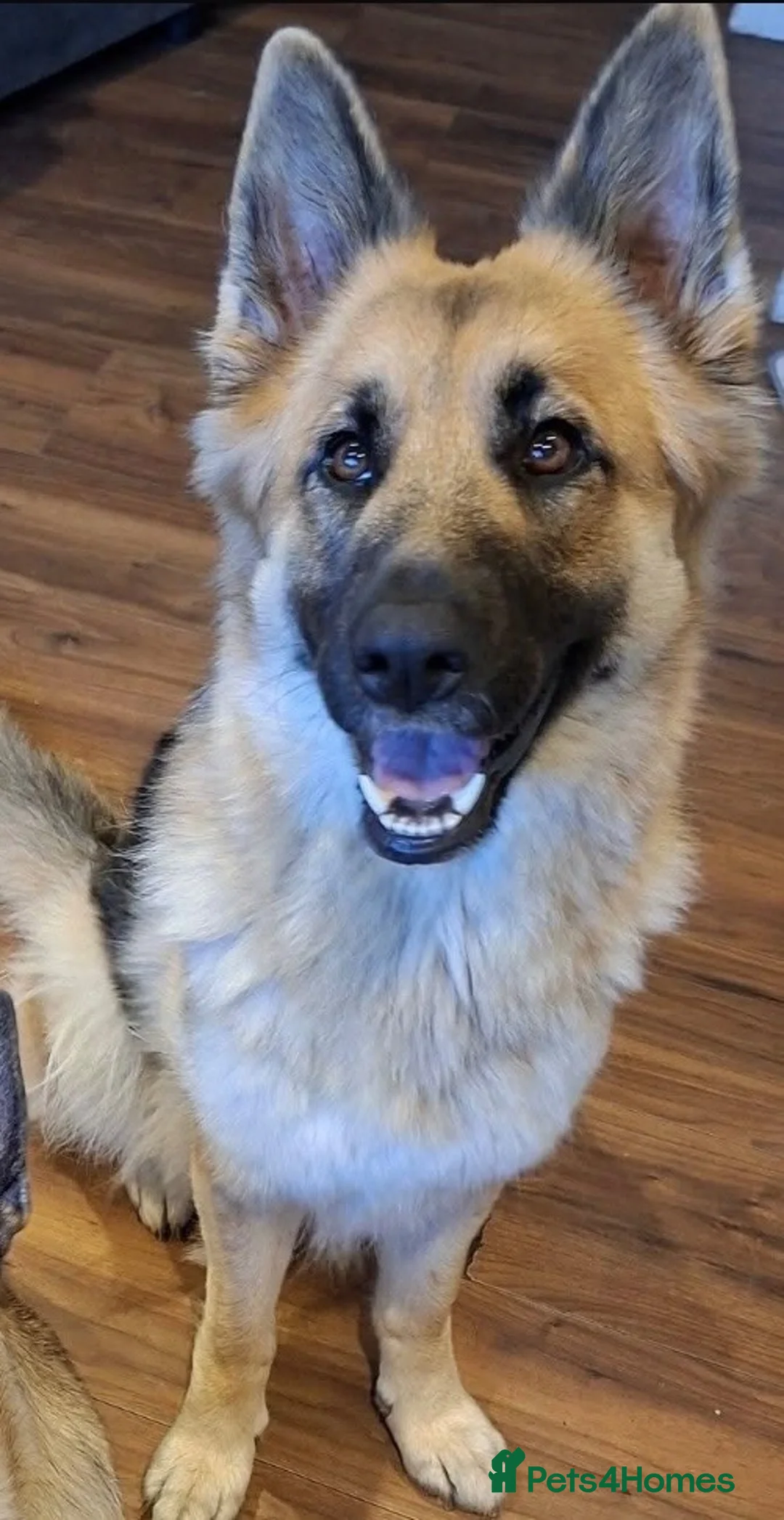 Mixed Breed dogs for sale: German Shepard X Belgian Malinois in Sunderland - Advert 1