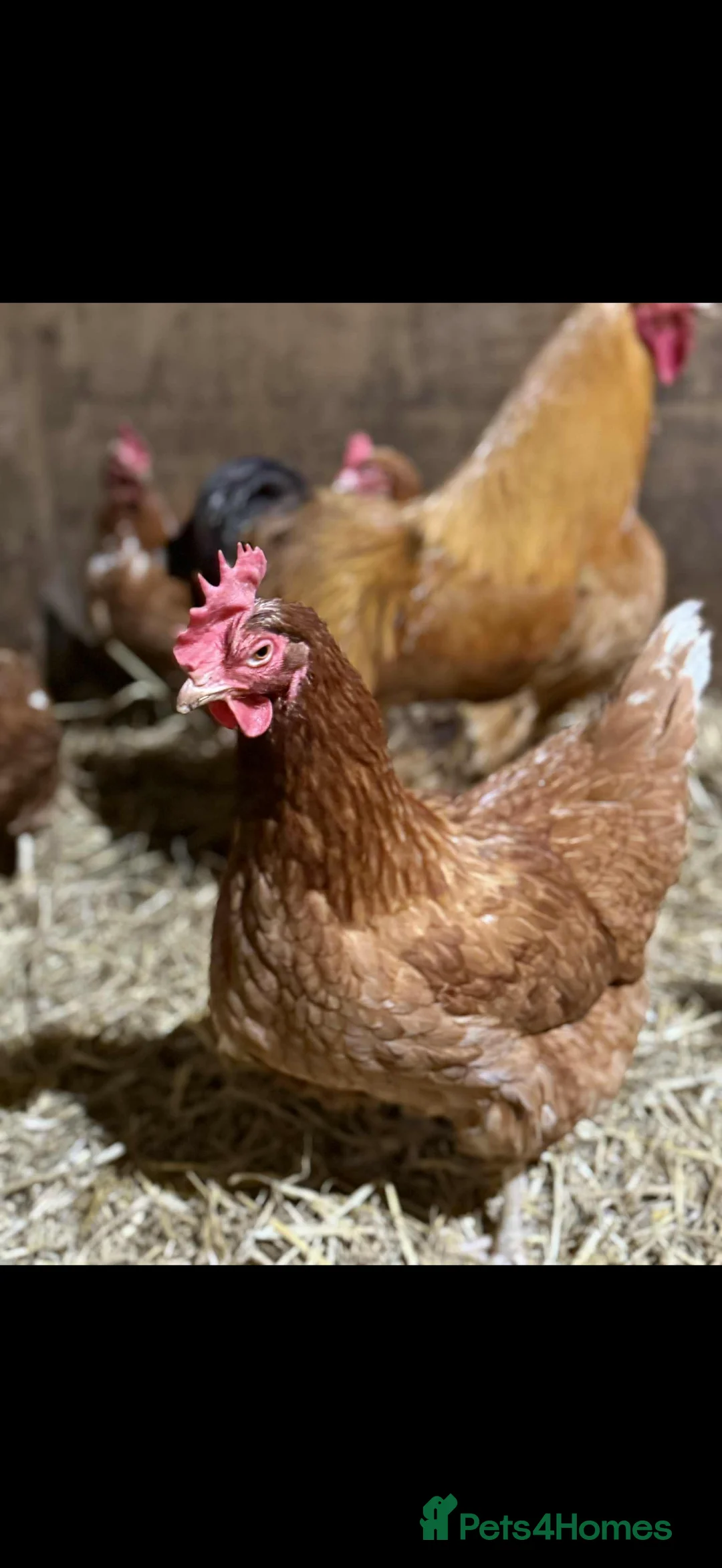 Chickens poultry for sale: Chickens for sale due to downsizing  - Advert 2