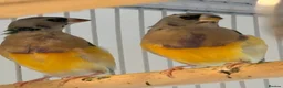 Finches birds for sale:  young male Blackhead Gouldians  Coloring Up! - Advert 3