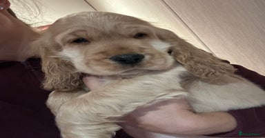 Cocker Spaniel dogs - Advert 13