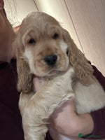 Cocker Spaniel dogs - Advert 13