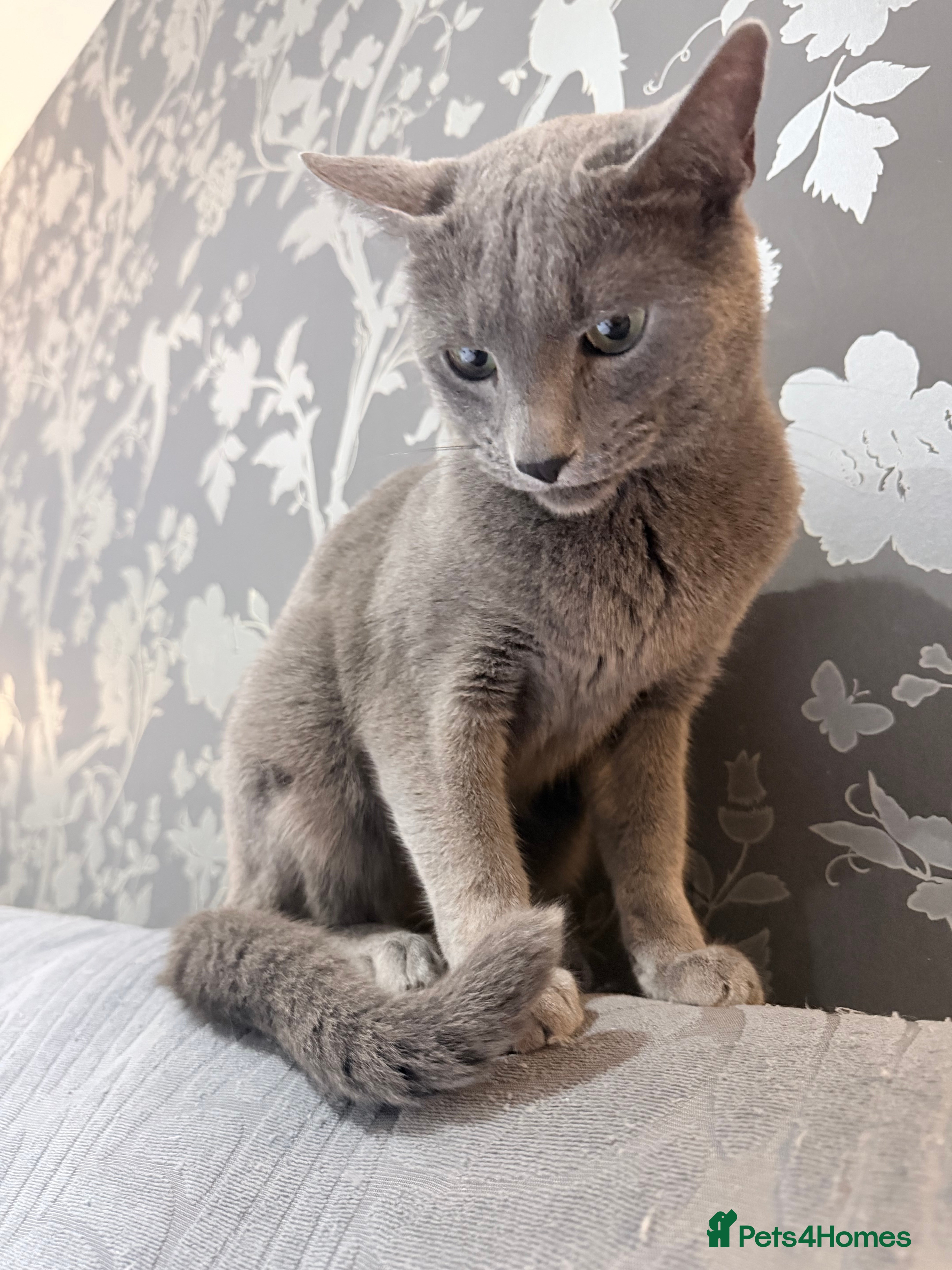 Russian Blue cats  friendly Russian blue excellent with kids - Advert 1