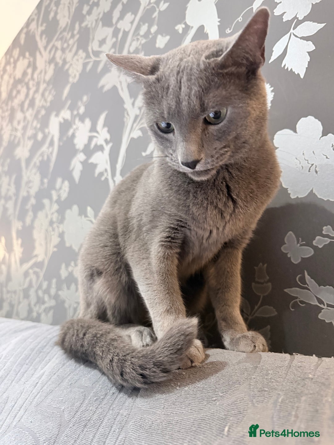 Russian Blue cats for sale:  friendly Russian blue excellent with kids - Advert 1