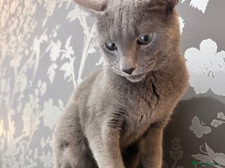 Russian Blue cats friendly Russian blue excellent with kids - Advert 1
