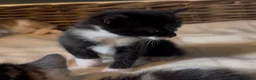 Mixed Breed cats for sale: Kittens - Advert 10