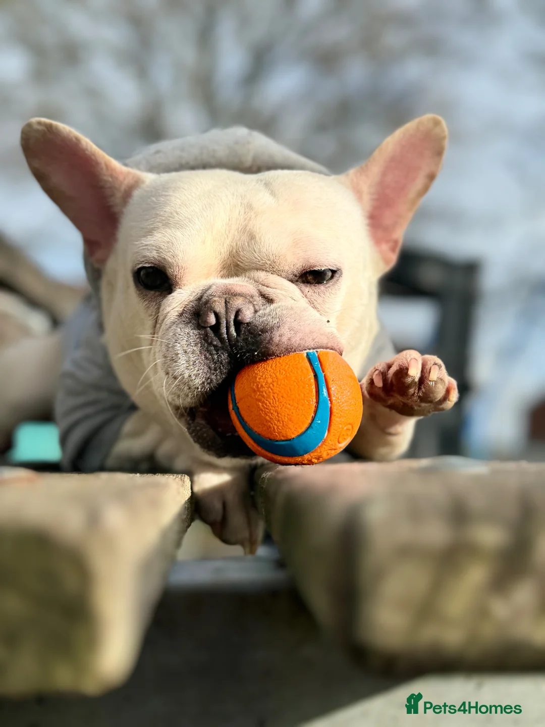 French Bulldog dogs for sale: Family dog in Basingstoke - Advert 1