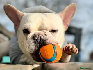 French Bulldog dogs Family dog - Advert 4