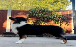 Australian Shepherd dogs for sale: Australian Shepherd puppies - Image 11