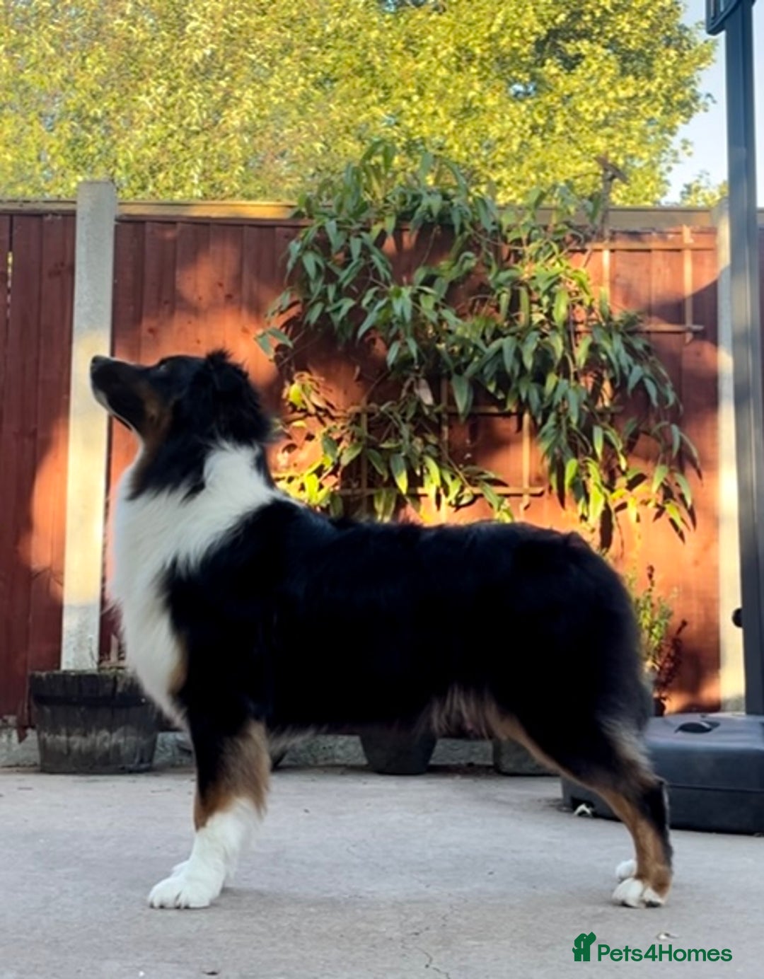 Australian Shepherd dogs for sale: Australian Shepherd puppies - Image 11
