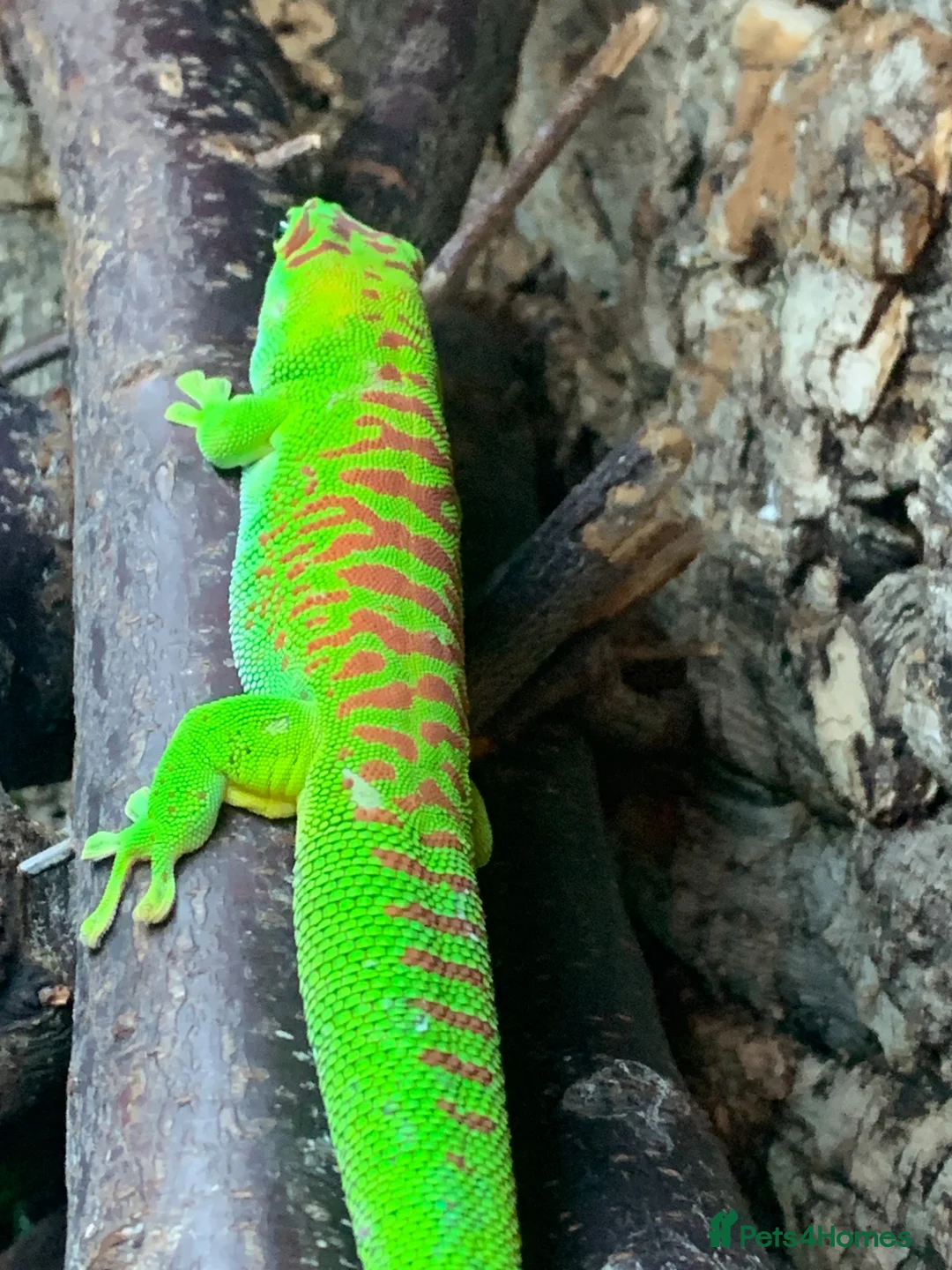 Gecko reptiles for sale: Giant Day gecko adult male high red - Advert 4