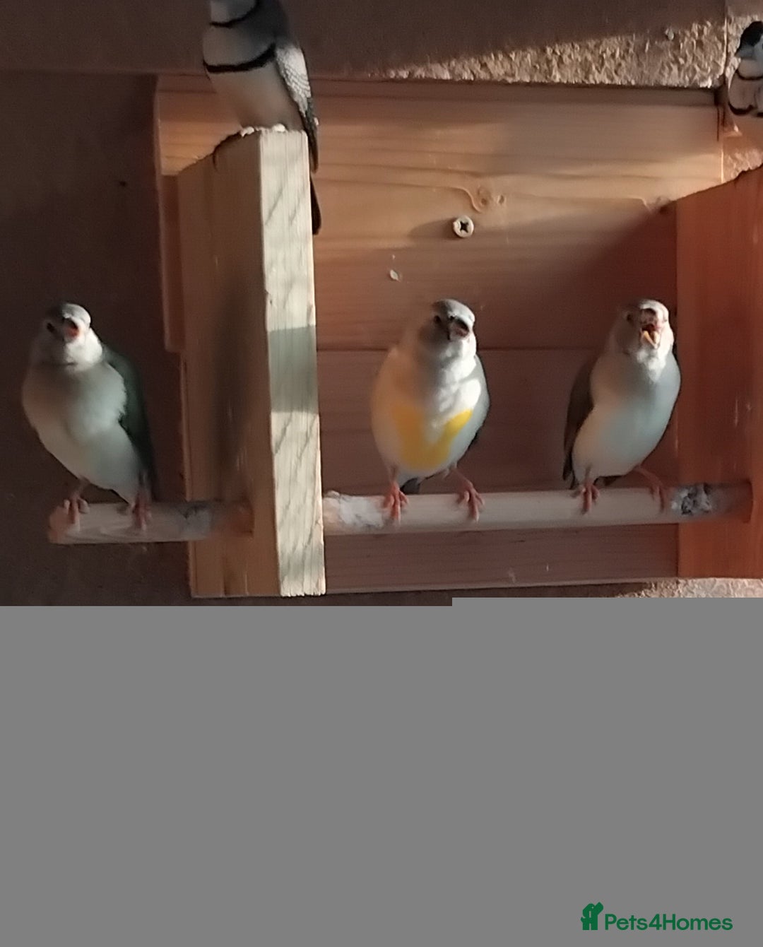 Finches birds for sale: Gouldian finch - Advert 2