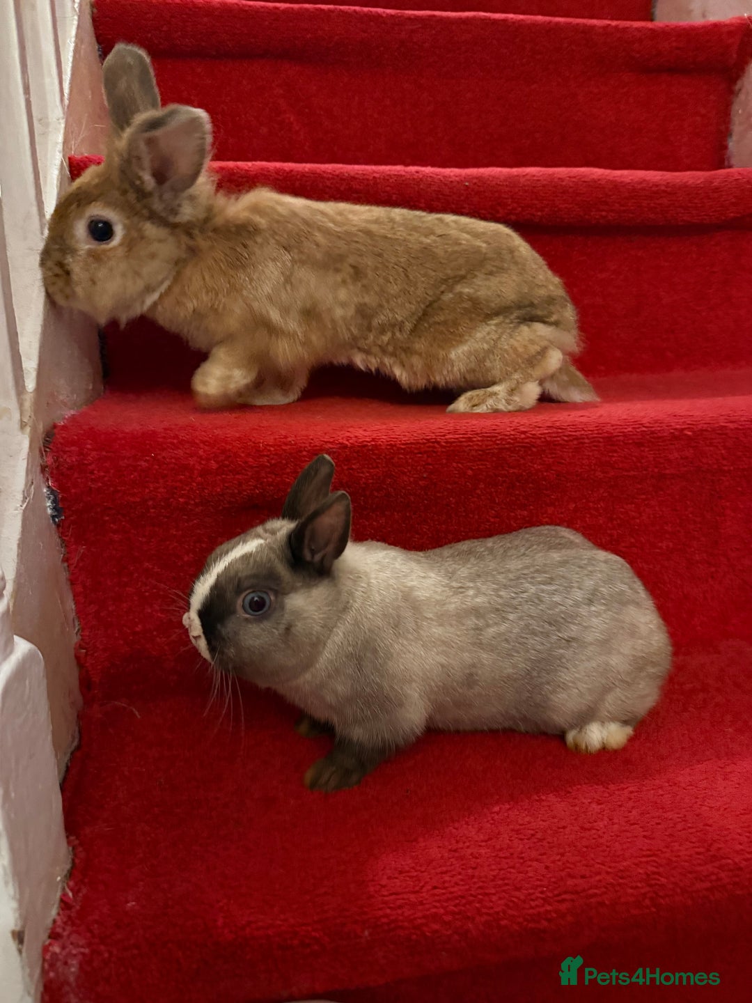 Lionhead rabbits for sale: Rabbits  - Advert 3