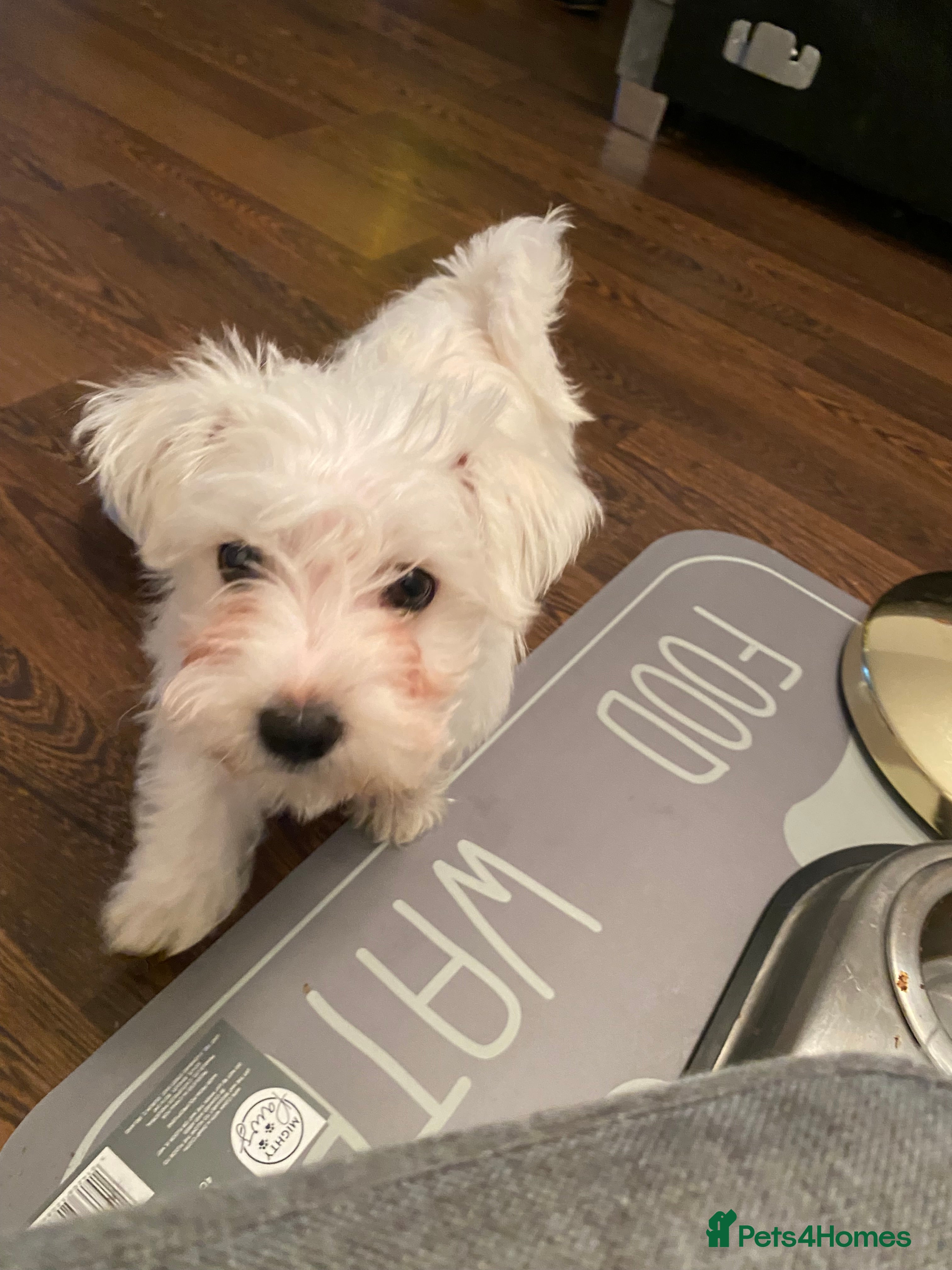 Maltese dogs Maltese puppies for sale  - Advert 1