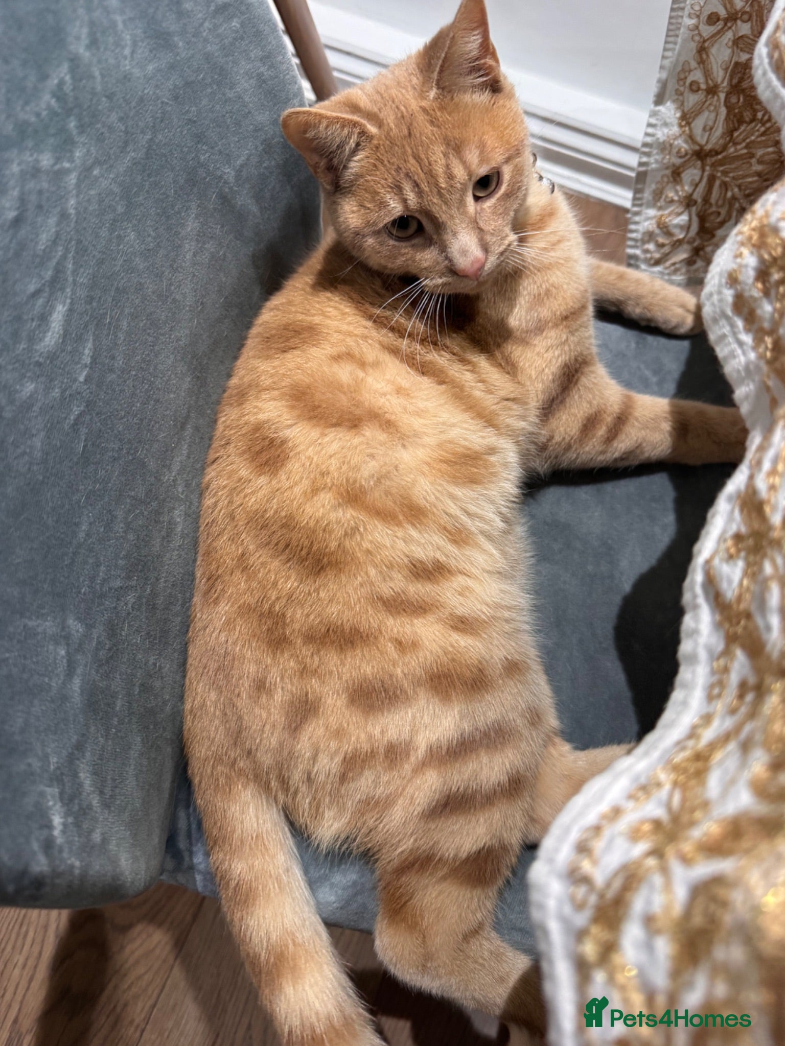 Mixed Breed cats Cappuccino – affectionate 1-year-old Ragdoll cross - Advert 9