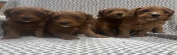 Cavapoo dogs for sale: Stunning litter of cavapoo puppies in Ty Croes - Advert 3