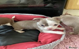 Chihuahua dogs for sale: Chihuahua Puppies For Sale - Advert 12