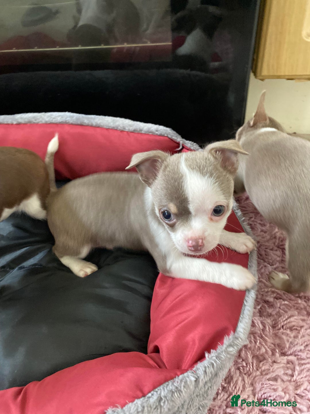 Chihuahua dogs for sale: Chihuahua Puppies For Sale - Advert 12