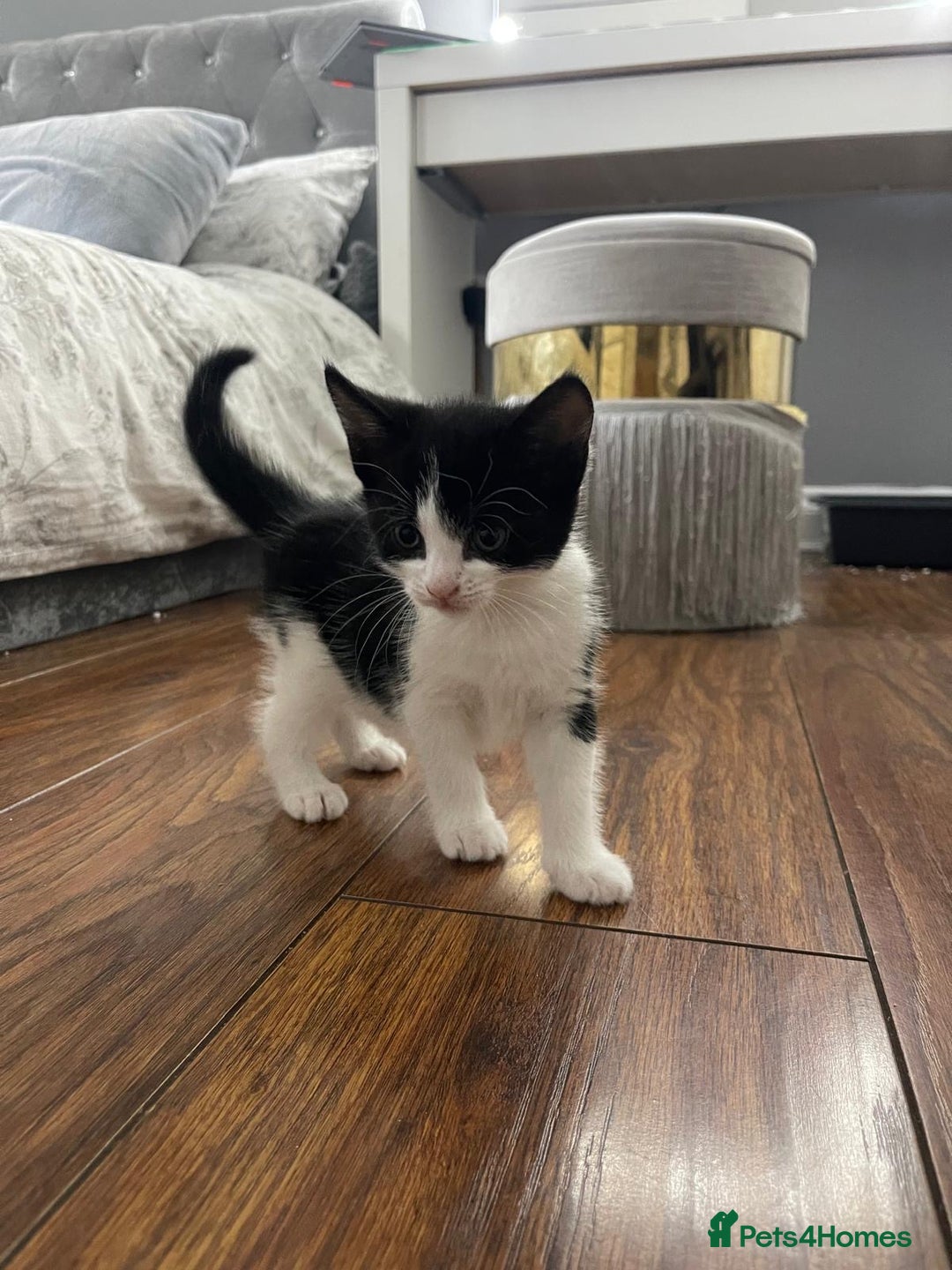 British Shorthair cats for sale: Tuxedo Kittens  - Image 8